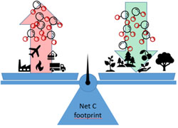 Net C footprint